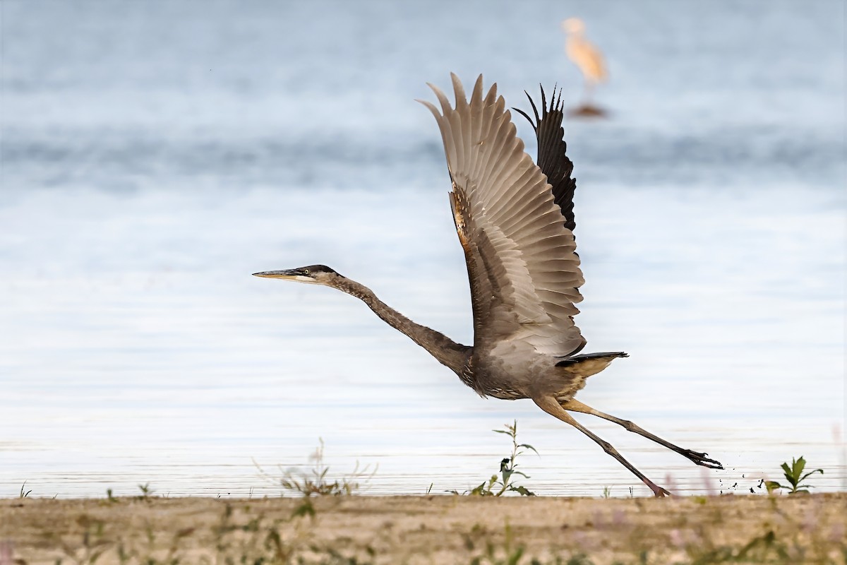 Great Blue Heron - ML642042604