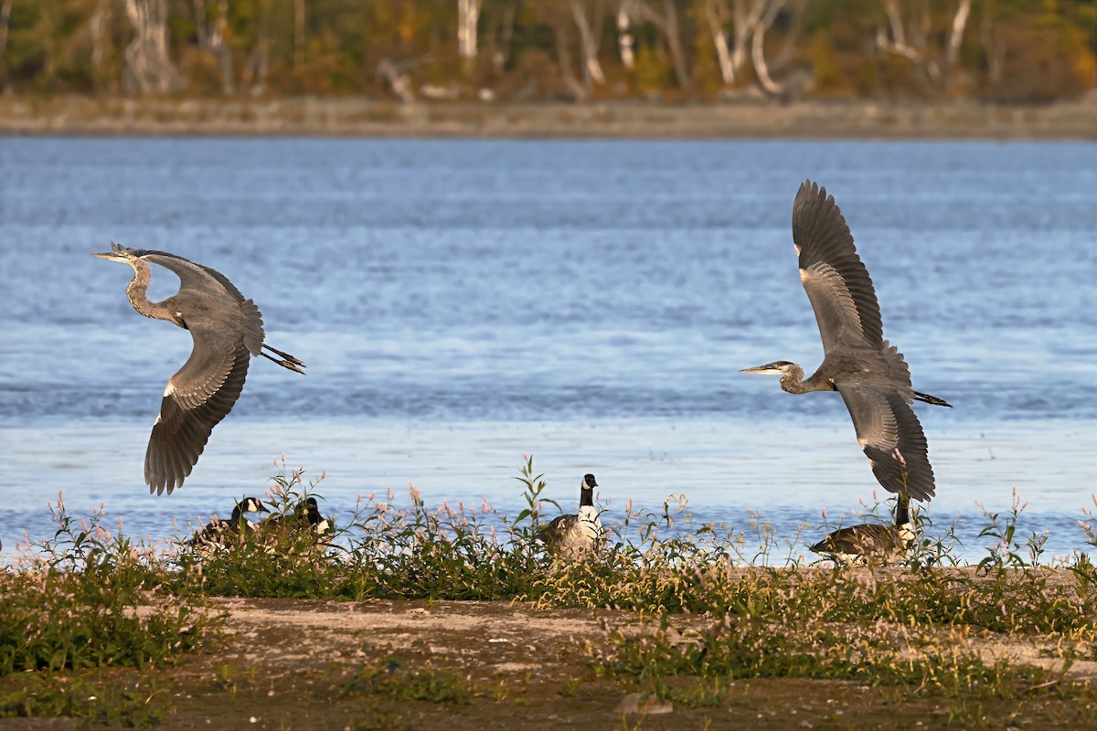 Great Blue Heron - ML642042611