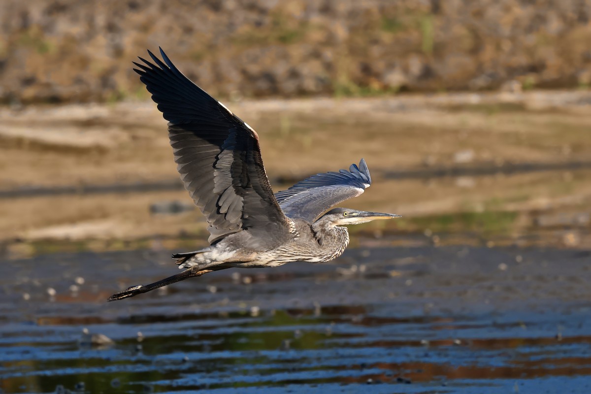 Great Blue Heron - ML642042612