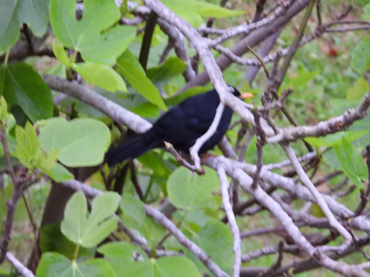 Glossy-black Thrush - ML642042623