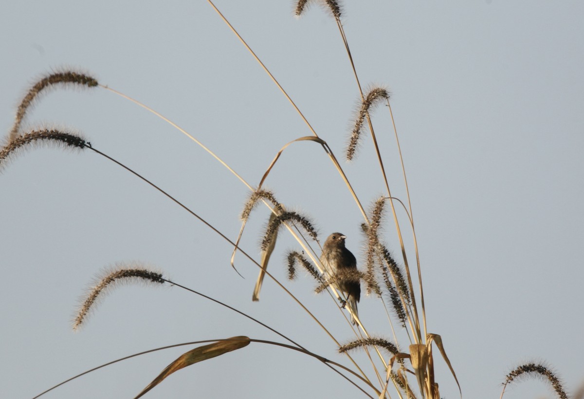 Indigo Bunting - ML642042645