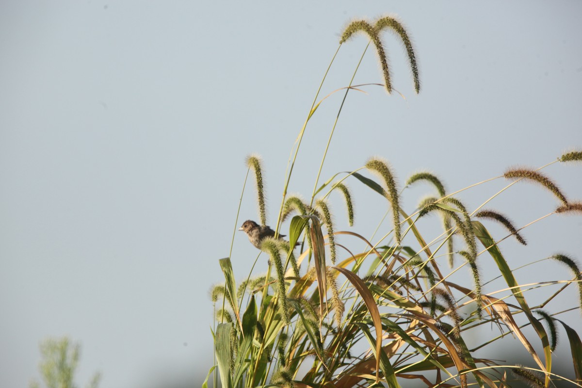 Indigo Bunting - ML642042649