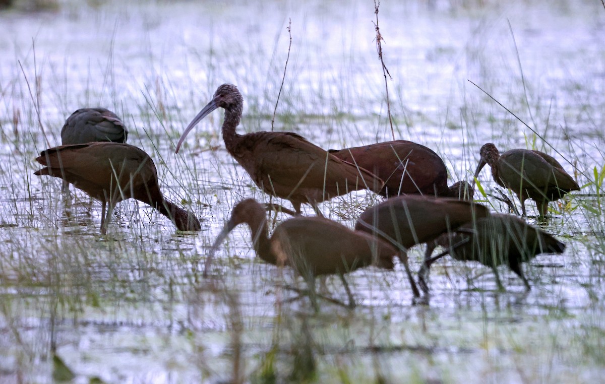 hvitgrimeibis - ML642042676