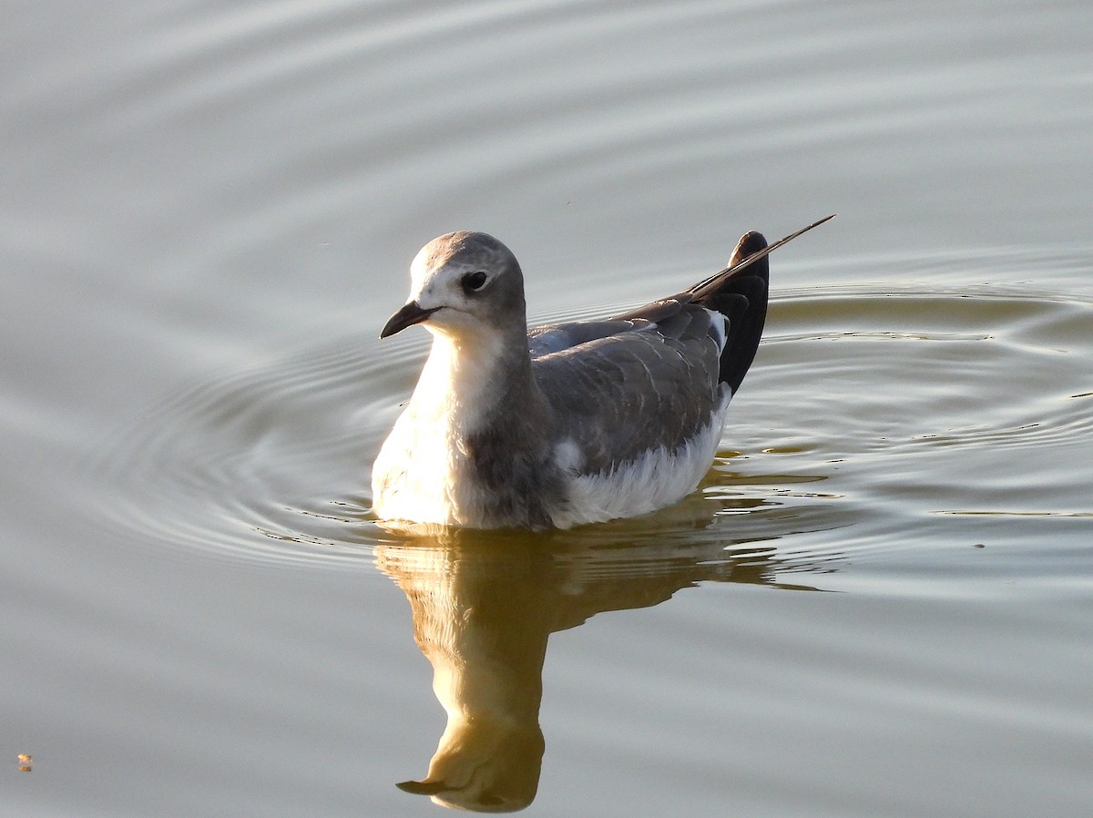 Sabine's Gull - ML642042682