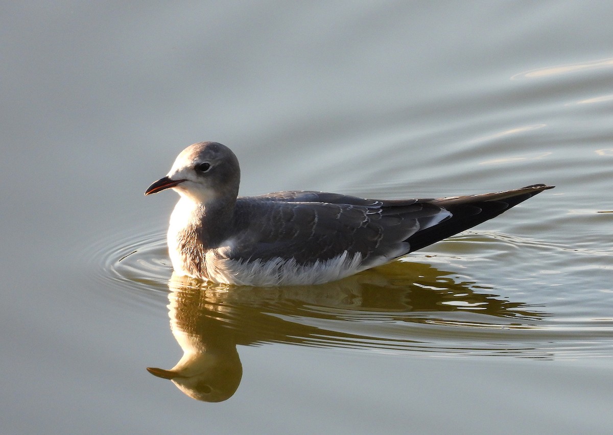Sabine's Gull - ML642042683