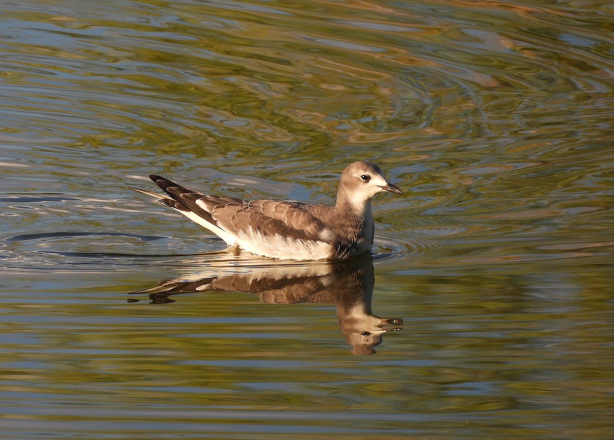 Sabine's Gull - ML642042684