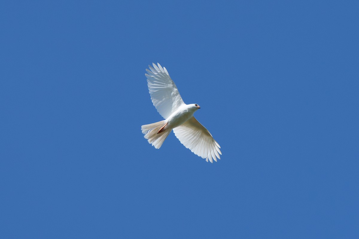 Gray Goshawk - ML642042690