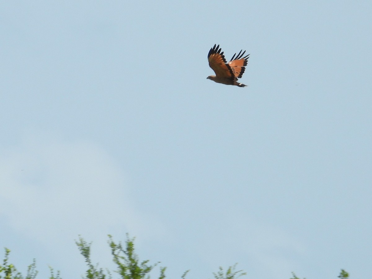 Savanna Hawk - ML642042698