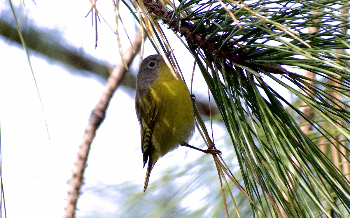Nashville Warbler - ML642042707