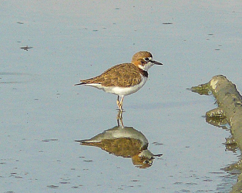 Collared Plover - ML642042715