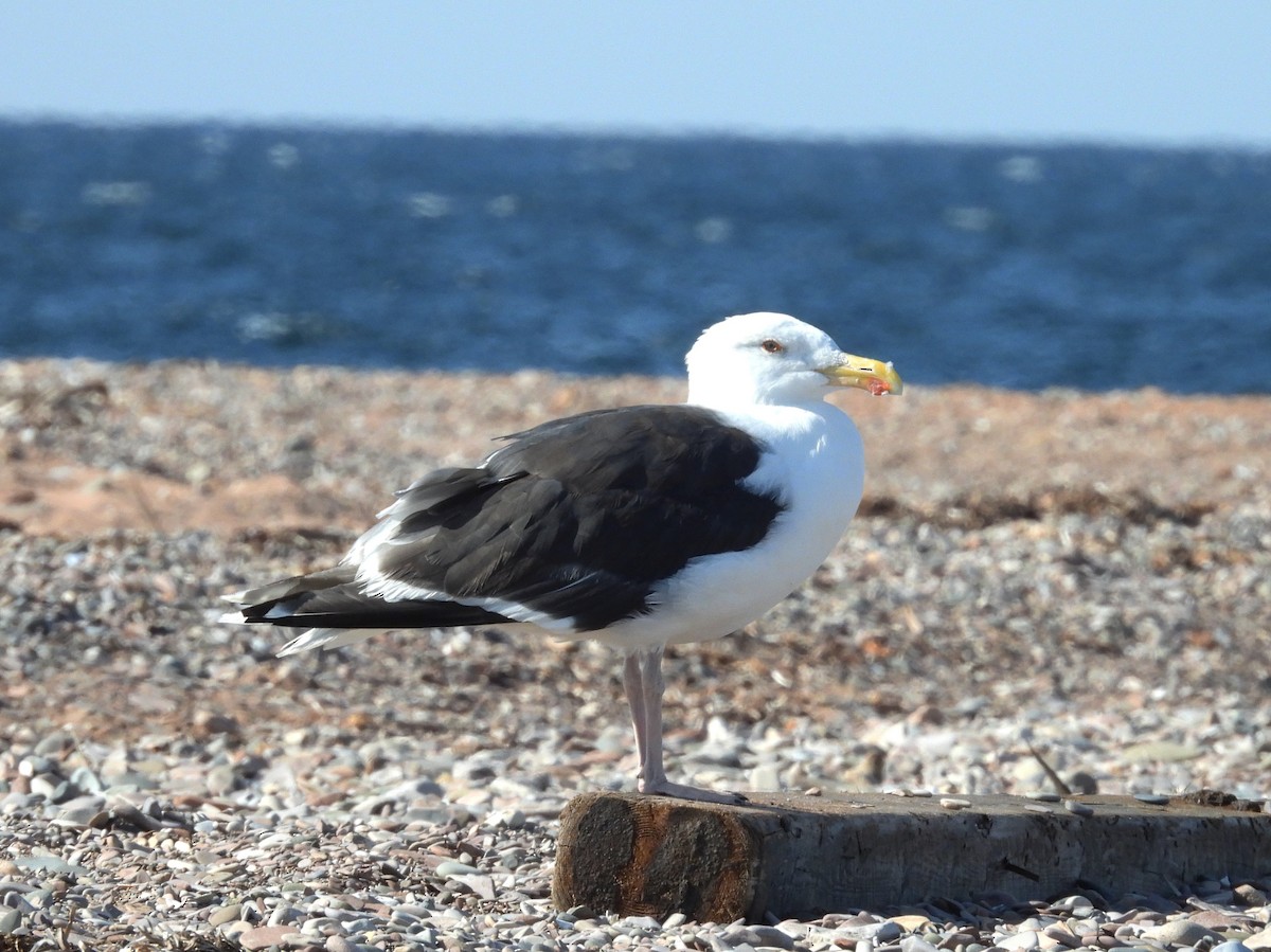 Gavión Atlántico - ML642042723