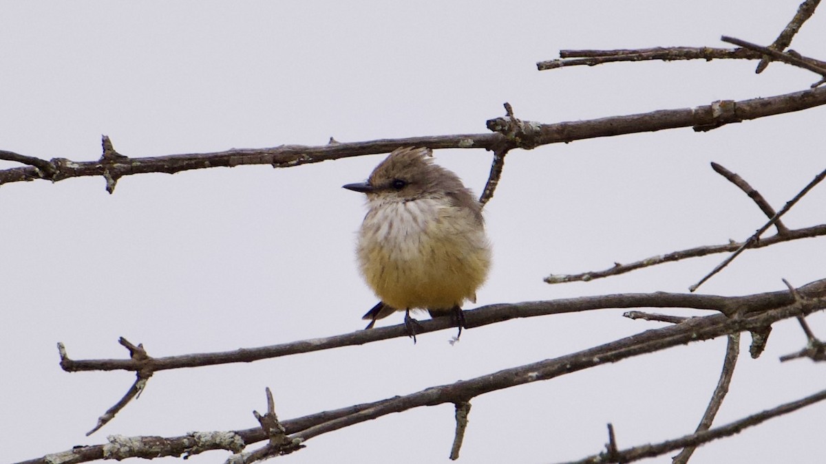 Vermilion Flycatcher - ML642042732