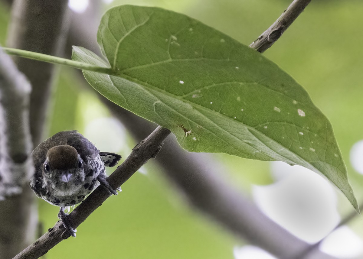 Speckled Piculet - ML642042734
