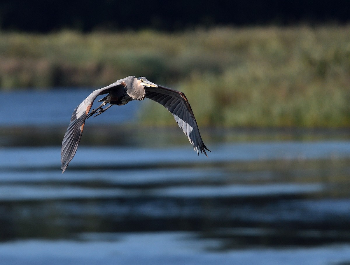 Great Blue Heron - ML642042735