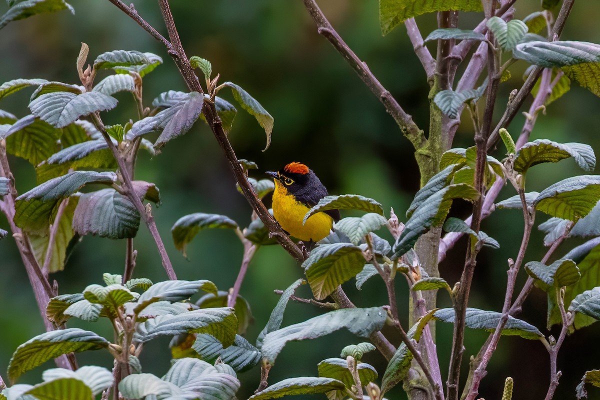 Spectacled Redstart - ML642042736