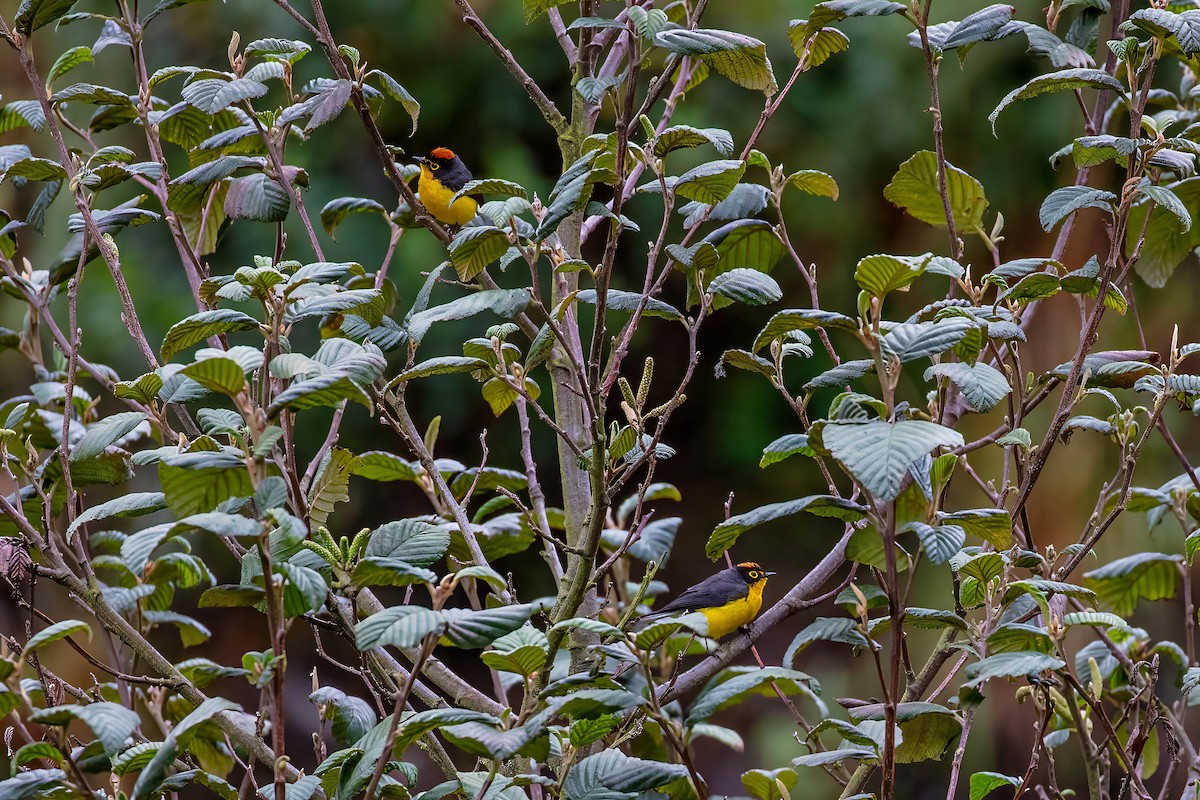 Spectacled Redstart - ML642042737