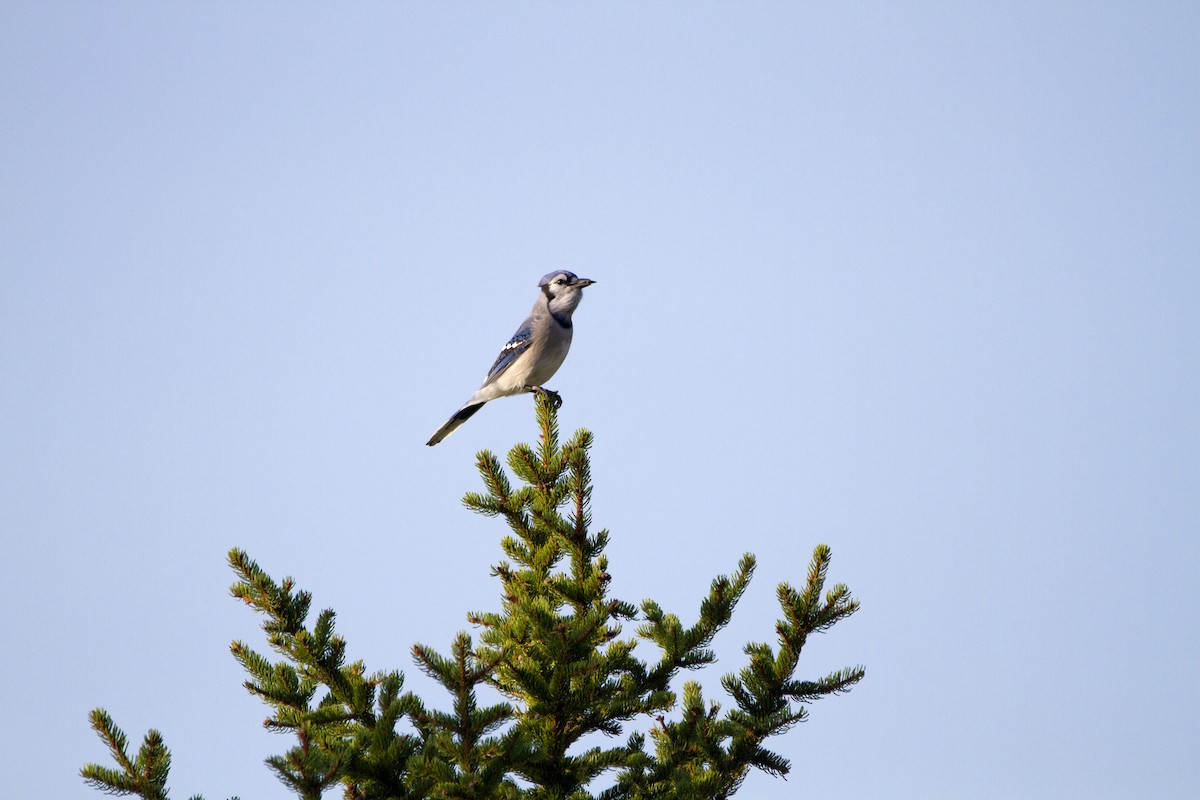 Blue Jay - ML642042749
