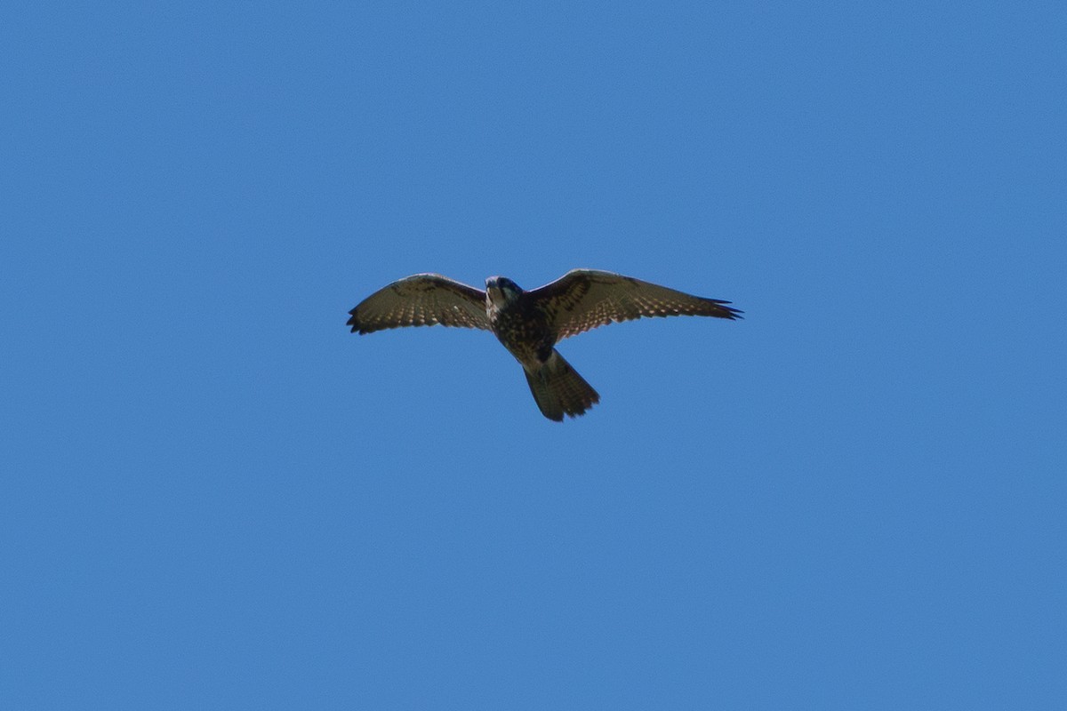 Brown Falcon - ML642042758