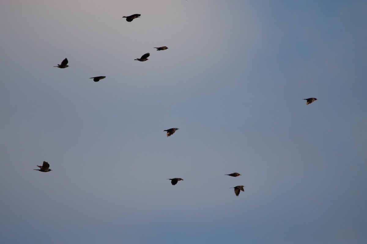 Common Grackle - ML642042767