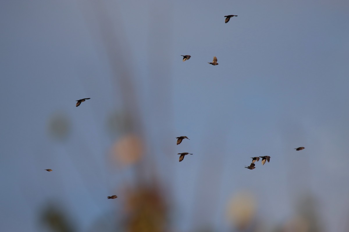 Common Grackle - ML642042768