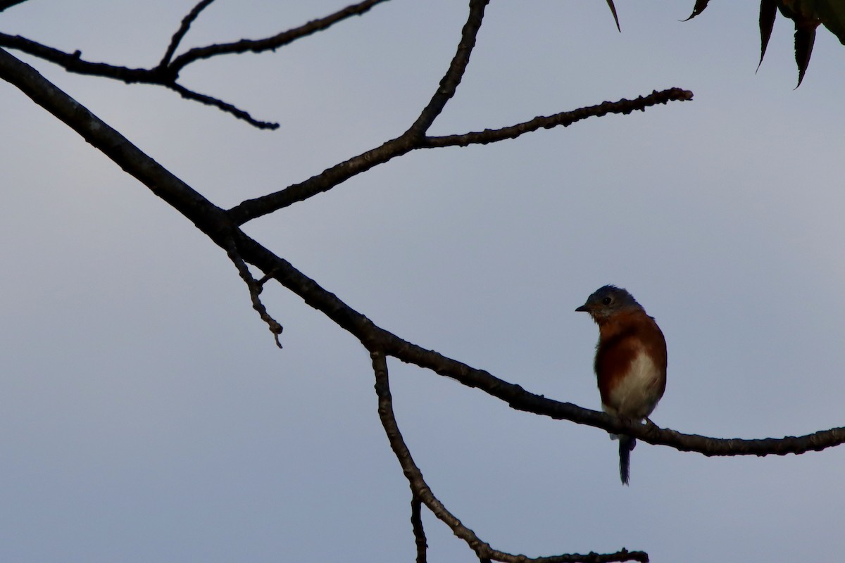 Eastern Bluebird - ML642042782