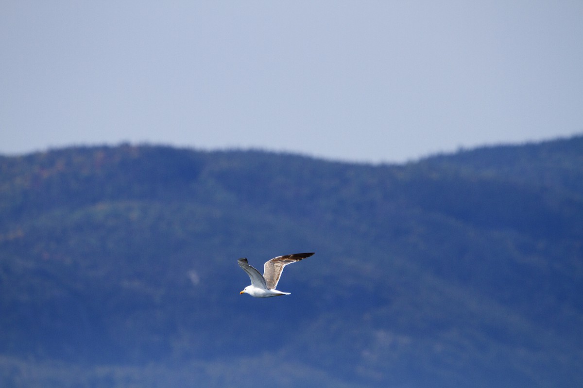 Lesser Black-backed Gull - ML642042797