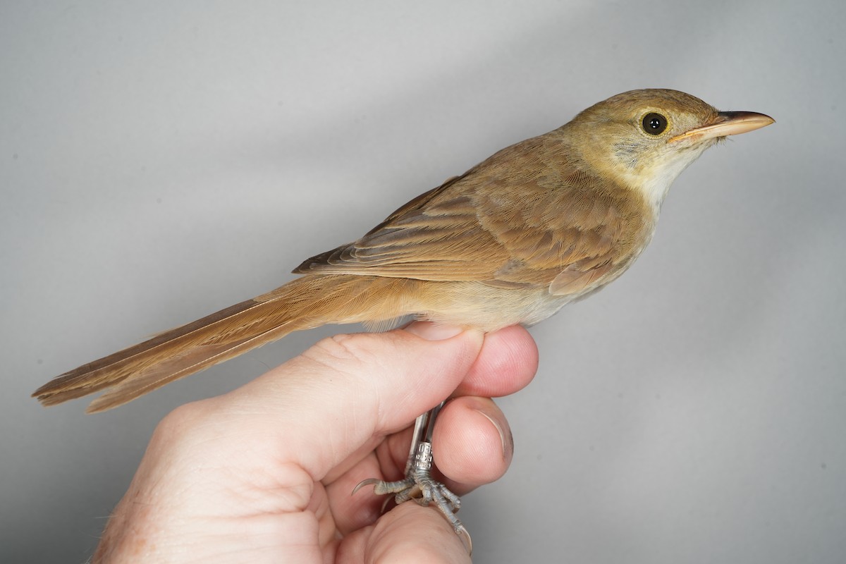 ハシブトオオヨシキリ - ML642042820
