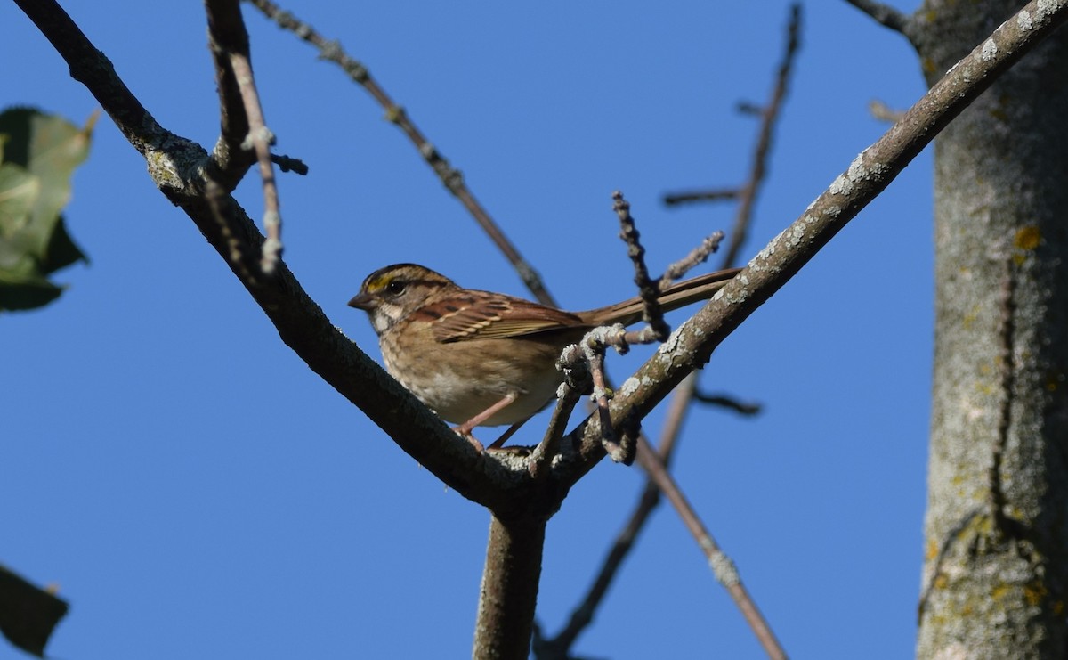 White-throated Sparrow - ML642042821