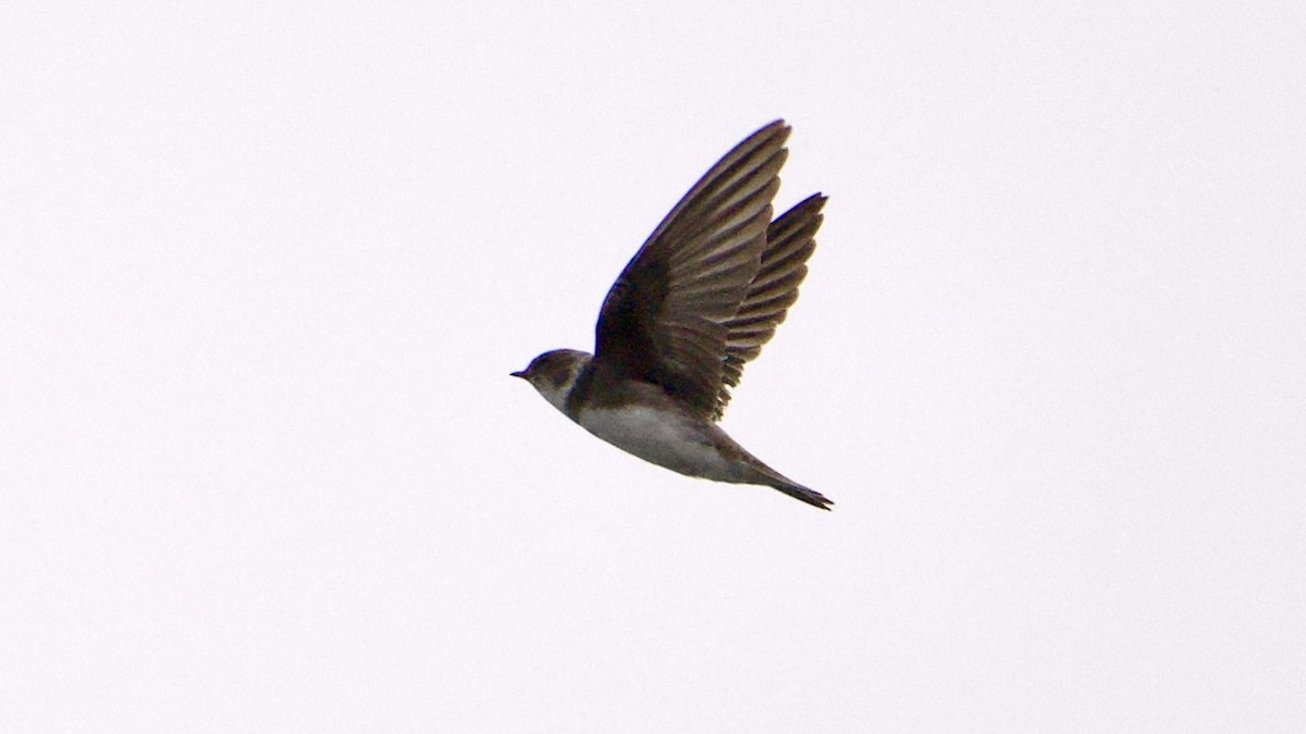 Bank Swallow - ML642042839