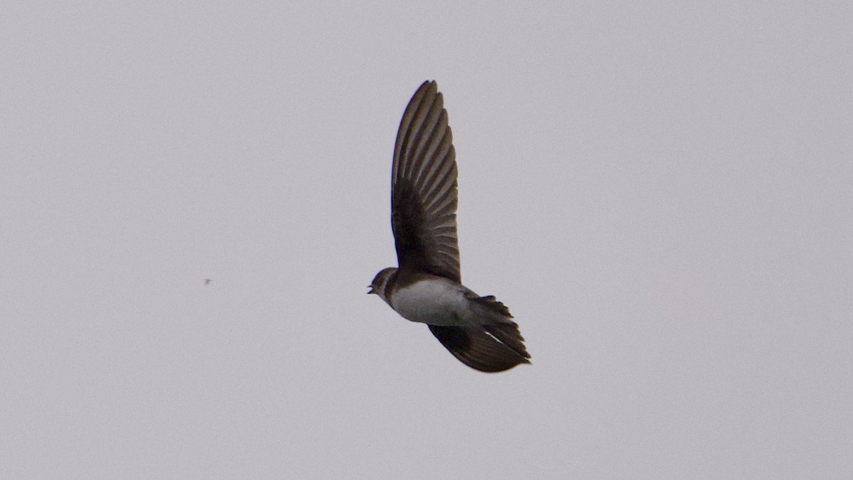 Bank Swallow - ML642042842