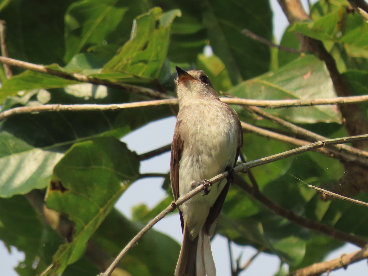 Papamoscas de la Sumba - ML642042843