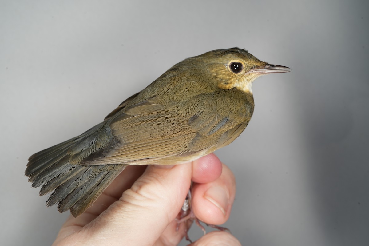Siberian Blue Robin - ML642042844