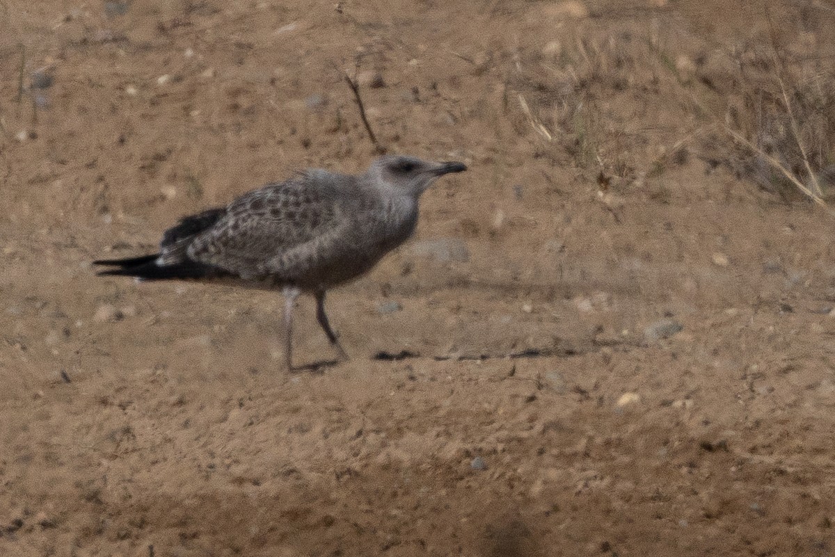 Lesser Black-backed Gull - ML642042885
