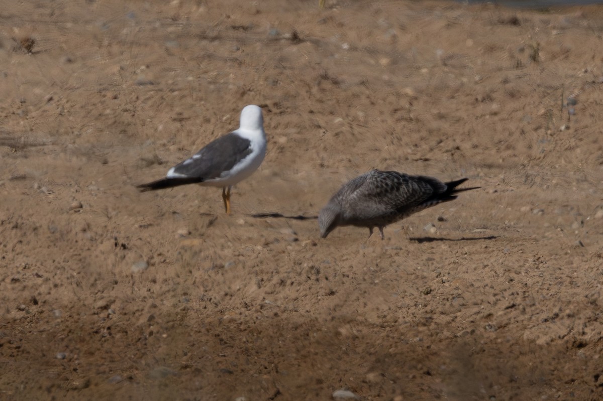 Lesser Black-backed Gull - ML642042886