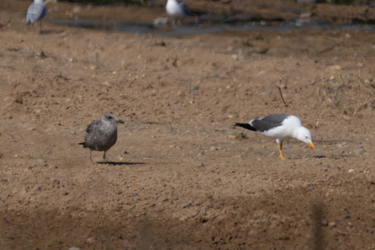 Lesser Black-backed Gull - ML642042887