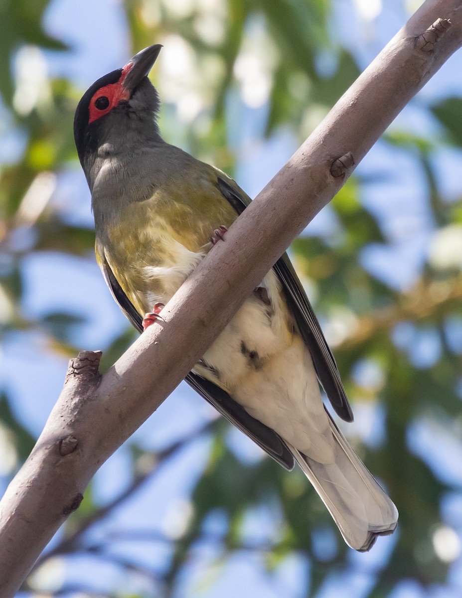 Australasian Figbird - ML642042890