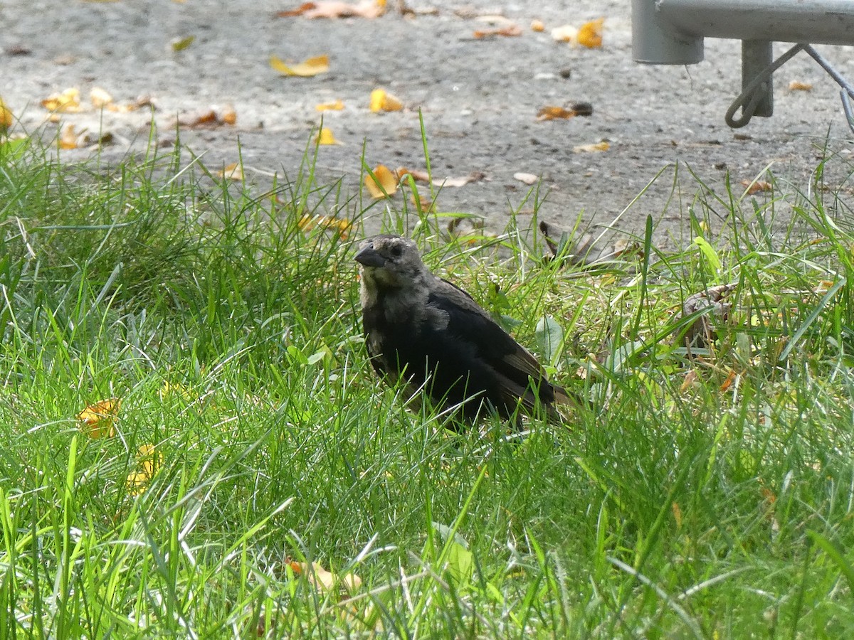 European Starling - ML642042912
