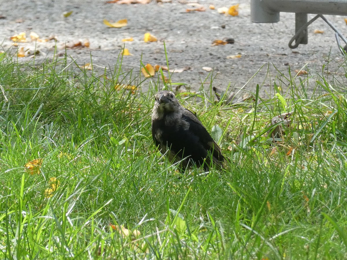 European Starling - ML642042914