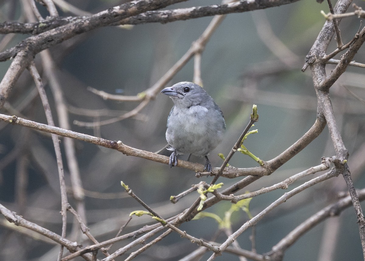 Sayaca Tanager - ML642042917