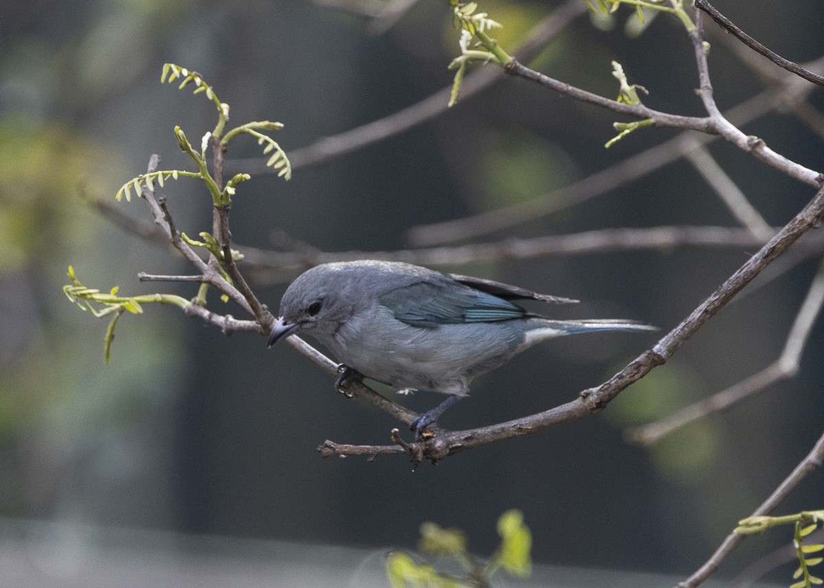 Sayaca Tanager - ML642042918