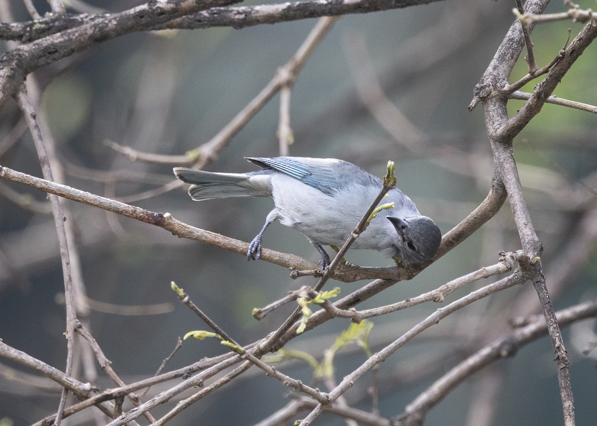 Sayaca Tanager - ML642042919