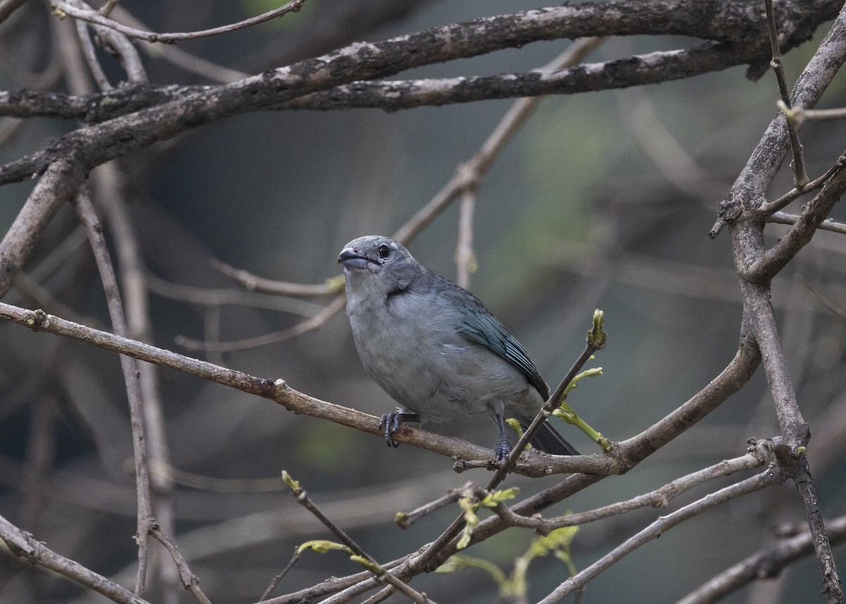 Sayaca Tanager - ML642042920