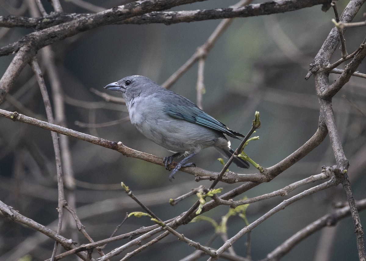 Sayaca Tanager - ML642042922