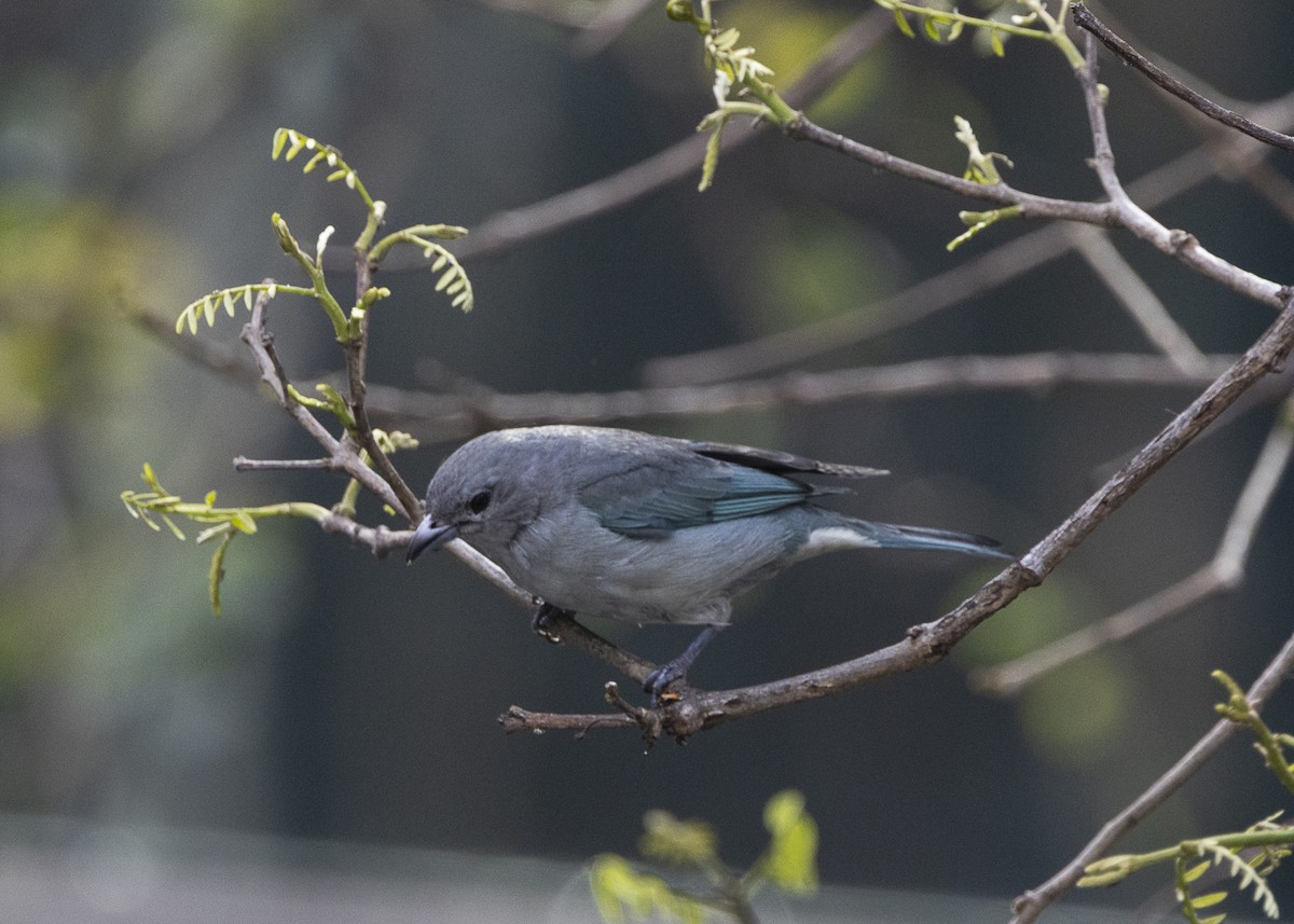 Sayaca Tanager - ML642042923