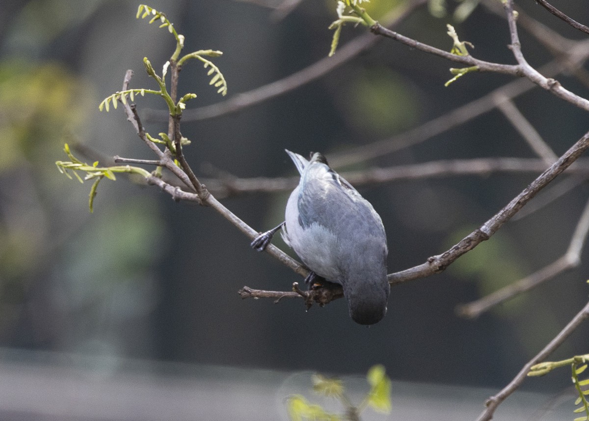 Sayaca Tanager - ML642042924