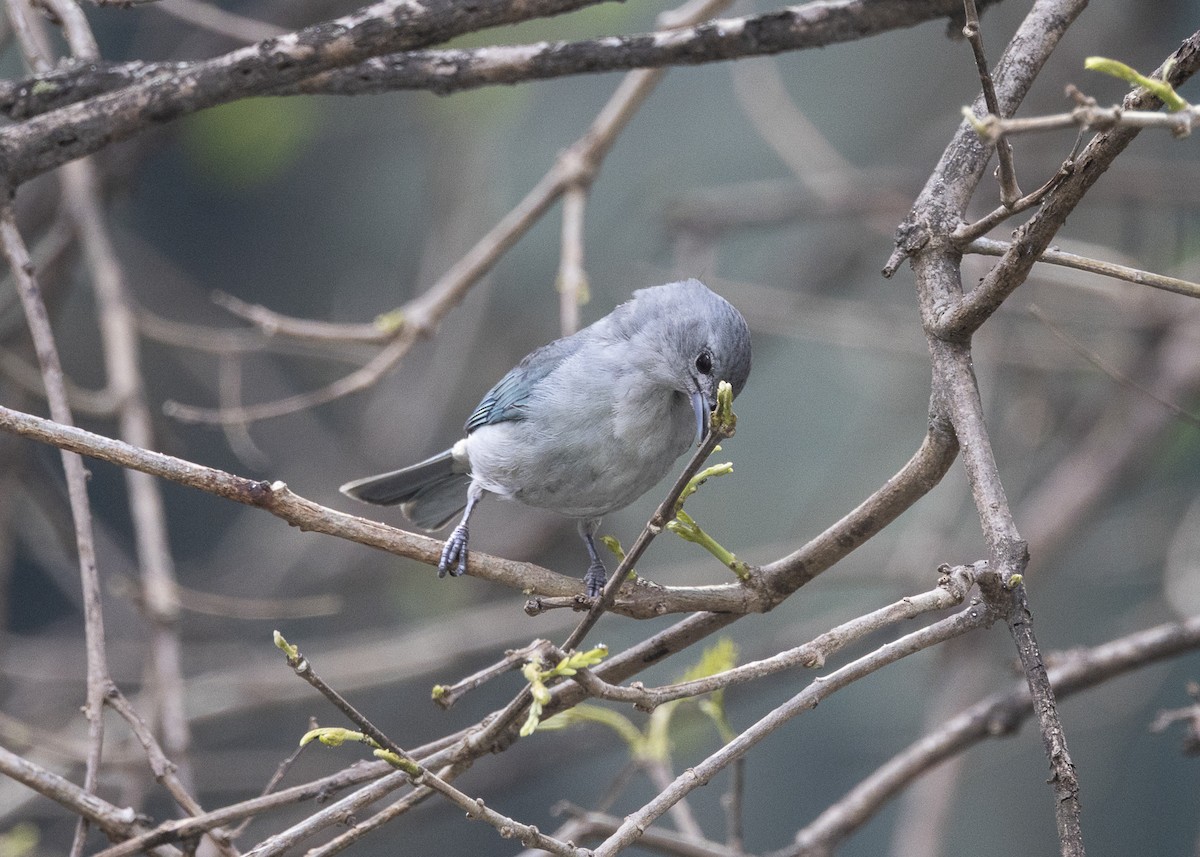 Sayaca Tanager - ML642042925