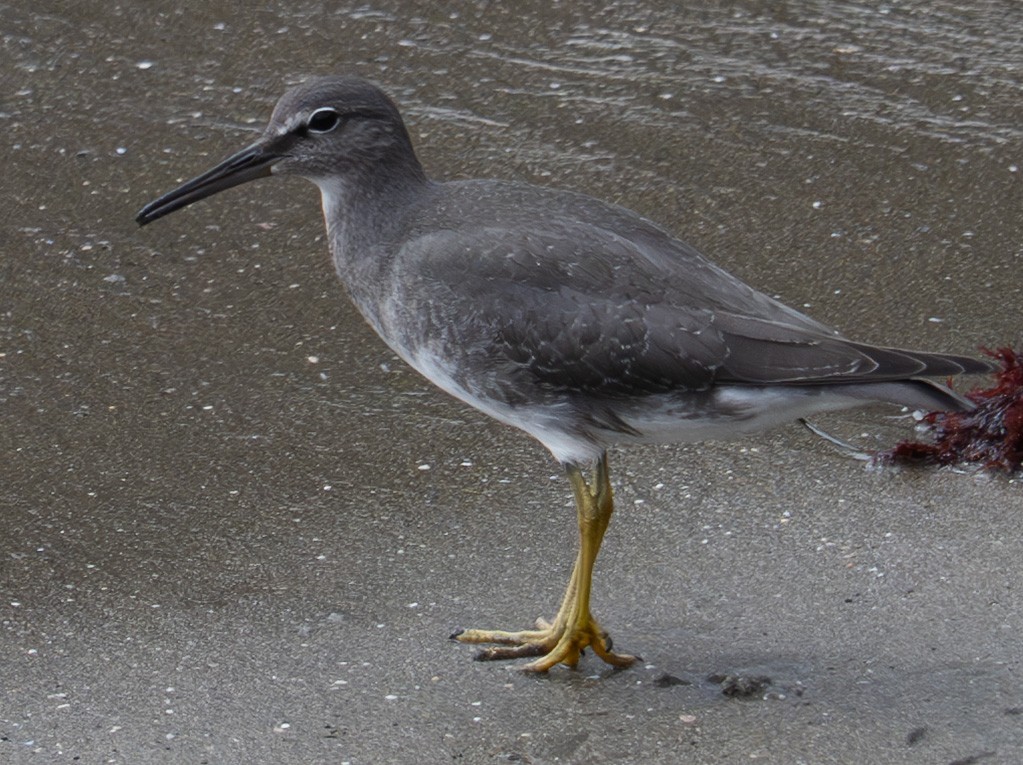 Wandering Tattler - ML642042945