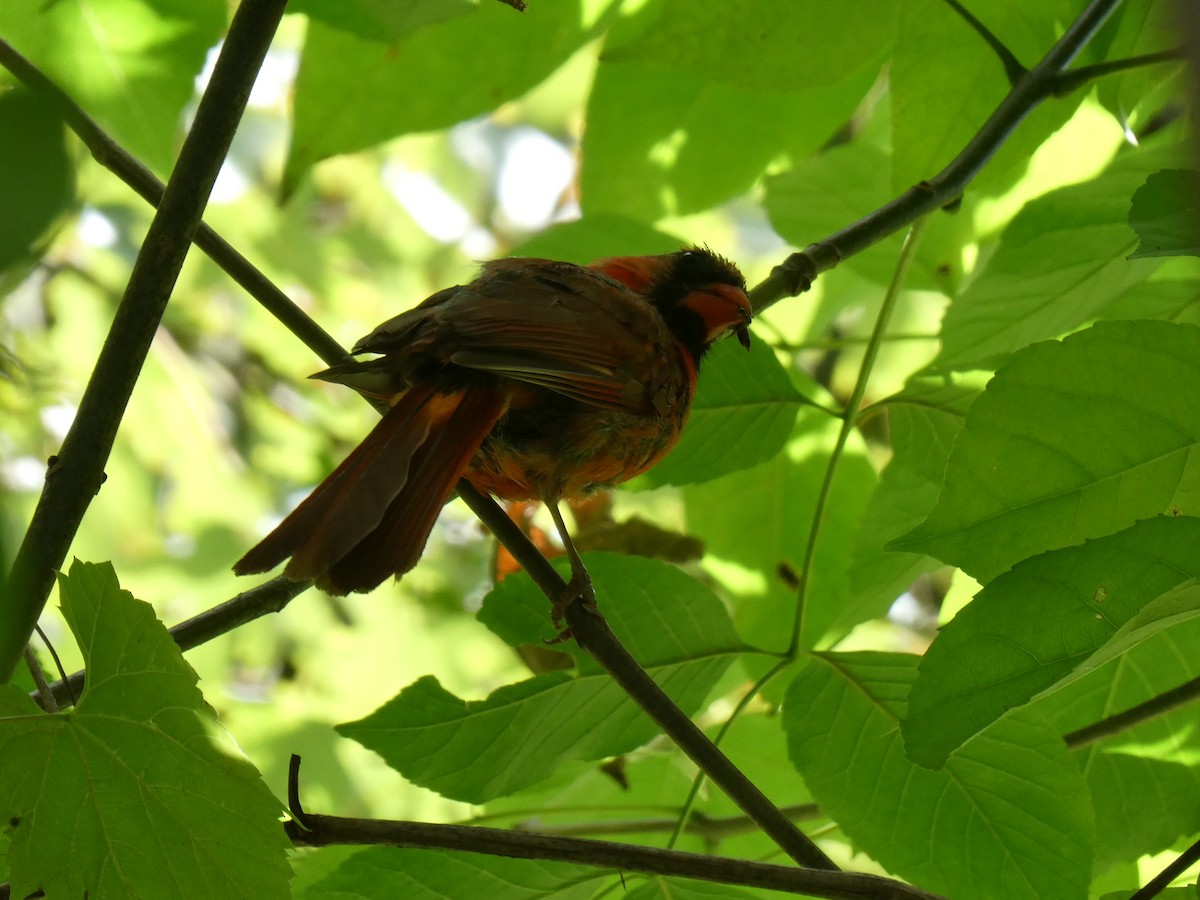 Northern Cardinal - ML642042976
