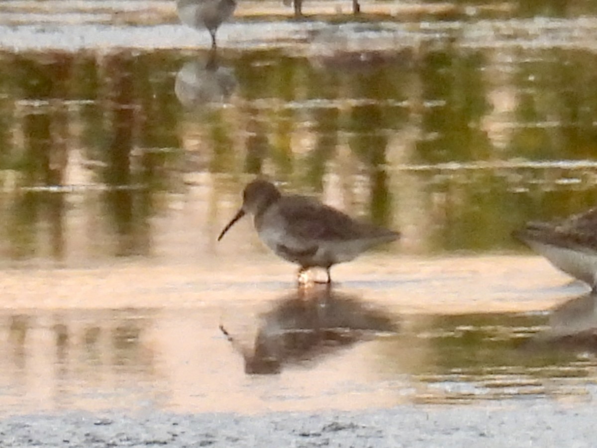 Dunlin - ML642042983