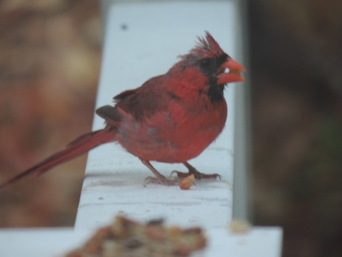 Northern Cardinal - ML642042998